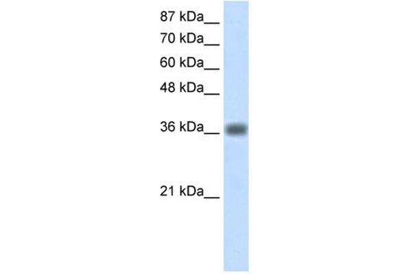 KLHDC8A antibody  (C-Term)