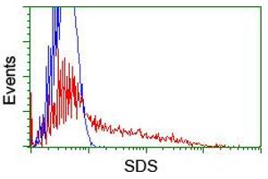 HEK293T cells transfected with either RC217814 overexpress plasmid (Red) or empty vector control plasmid (Blue) were immunostained by anti-SDS antibody (ABIN2455348), and then analyzed by flow cytometry. (serine Dehydratase antibody)