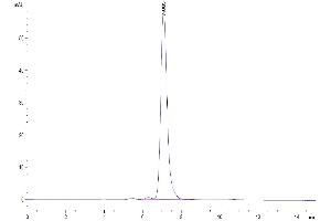 The purity of Human Ephrin B2 is greater than 95 % as determined by SEC-HPLC. (Ephrin B2 Protein (EFNB2) (AA 28-229) (Fc Tag))