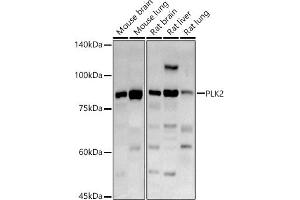 Western blot analysis of extracts of various cell lines, using PLK2 antibody (ABIN6132905, ABIN6145776, ABIN6145778 and ABIN6222860) at 1:1000 dilution. (PLK2 antibody  (AA 322-671))