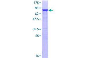 CDC37 Protein (AA 1-378) (GST tag)