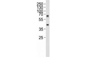 Western blot analysis of 293 lysate using SET07 antibody at 1:1000. (SETD8 antibody  (N-Term))