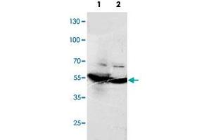 Western blot analysis of tissue lysates with DLD polyclonal antibody . (DLD antibody  (C-Term))