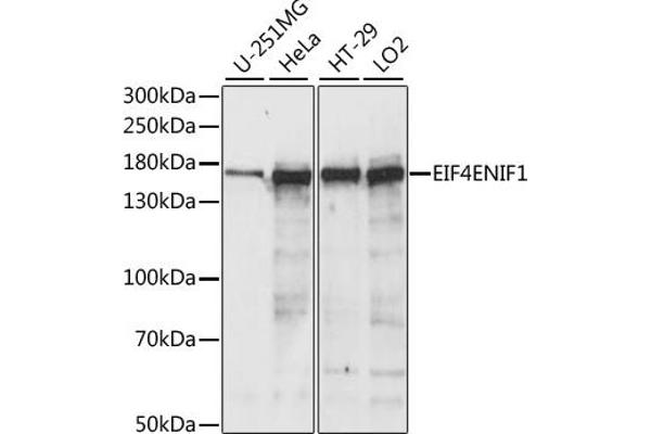 EIF4ENIF1 anticorps  (AA 150-250)