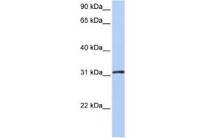 WB Suggested Anti-DRG1 Antibody Titration:  0. (DRG1 antibody  (Middle Region))