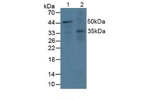 Western blot analysis of (1) Human Jurkat Cells and (2) Human A431 Cells.