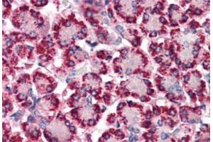 Immunohistochemistry (Formalin/PFA-fixed paraffin-embedded sections) of human pancreas with STEAP4 polyclonal antibody . (STEAP4 antibody  (N-Term))