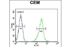 KCNV1 Antibody (N-term) (ABIN651972 and ABIN2840478) flow cytometric analysis of CEM cells (right histogram) compared to a negative control cell (left histogram).