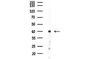 Western blot analysis of lysates from Mouse liver, using Connexin 40 / GJ Antibody at 1/1000 dilution.