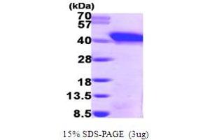 SDS-PAGE (SDS) image for Snurportin 1 (SNUPN) (AA 1-360) protein (His tag) (ABIN667159) (Snurportin 1 Protein (SNUPN) (AA 1-360) (His tag))