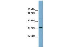 Image no. 1 for anti-Olfactory Receptor, Family 2, Subfamily AT, Member 4 (OR2AT4) (N-Term) antibody (ABIN6743308)