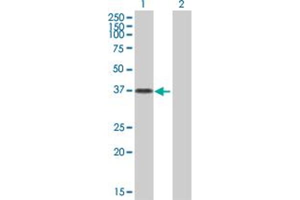 OVOL2 抗体  (AA 1-275)