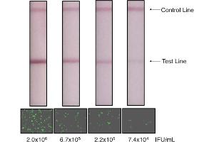 Lateral Flow Chromatographic Immunoassay (LFCIA) image for Lentivirus Titration XpressCard (ABIN2860641)