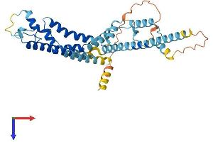CALHM1 Protein (AA 1-346) (His tag)