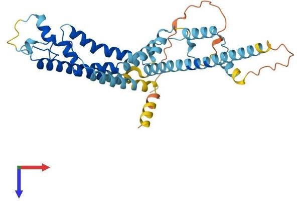 CALHM1 Protein (AA 1-346) (His tag)