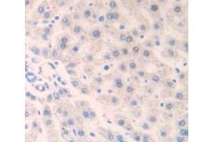 IHC-P analysis of Rat Tissue, with DAB staining. (IFNAR1 antibody  (AA 244-512))