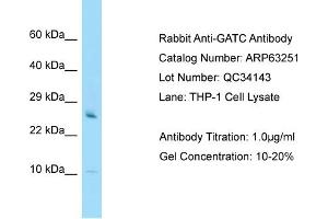 Western Blotting (WB) image for anti-Glutamyl-tRNA Amidotransferase, Subunit C (GATC) (N-Term) antibody (ABIN2789424)