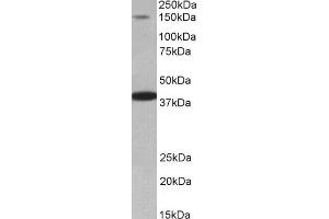 ABIN5539610 (0. (IRS4 antibody  (AA 633-647))