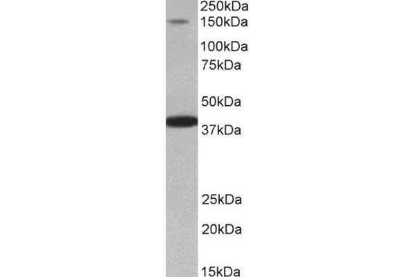 IRS4 antibody  (AA 633-647)