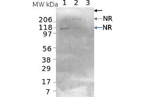 Image no. 1 for anti-Nitrate Reductase, Assimilatory (NR) antibody (ABIN334562) (Nitrate Reductase antibody)