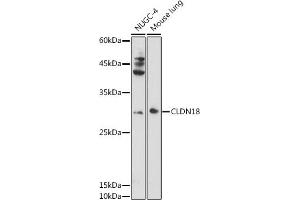 Western blot analysis of extracts of various cell lines, using CLDN18 antibody (ABIN6127701, ABIN6138681, ABIN6138682 and ABIN6224437) at 1:1000 dilution.