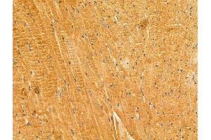 anti-Lactamase, beta (LACTB) (Internal Region) antibody