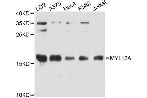 Western blot analysis of extracts of various cell lines, using MYL12A antibody (ABIN5995731) at 1:3000 dilution. (MYL12A antibody)