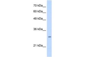 Western Blotting (WB) image for anti-Leucine Rich Repeat Containing 59 (LRRC59) antibody (ABIN2463275)