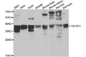 Western blot analysis of extracts of various cell lines, using TALDO1 antibody. (TALDO1 antibody  (AA 1-337))