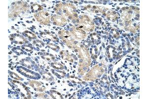 WBSCR1 antibody was used for immunohistochemistry at a concentration of 4-8 ug/ml to stain Epithelial cells of renal tubule (arrows) in Human Kidney. (EIF4H antibody  (Middle Region))