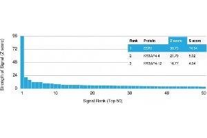 Analysis of Protein Array containing more than 19,000 full-length human proteins using Estrogen Receptor alpha Mouse Monoclonal Antibody (ESR1/1904) Z- and S- Score: The Z-score represents the strength of a signal that a monoclonal antibody (MAb) (in combination with a fluorescently-tagged anti-IgG secondary antibody) produces when binding to a particular protein on the HuProtTM array. (Estrogen Receptor alpha antibody)