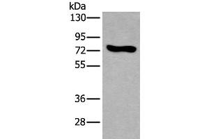 Western blot analysis of NIH/3T3 cell lysate using KEAP1 Polyclonal Antibody at dilution of 1:600 (KEAP1 antibody)