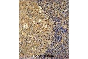 ACTB Antibody  immunohistochemistry analysis in formalin fixed and paraffin embedded human tonsil tissue followed by peroxidase conjugation of the secondary antibody and DAB staining. (beta Actin antibody)