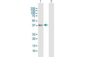 Western Blot analysis of HAO2 expression in transfected 293T cell line by HAO2 MaxPab polyclonal antibody.