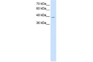 WB Suggested Anti-NDRG1 Antibody Titration:  2. (NDRG1 antibody  (C-Term))