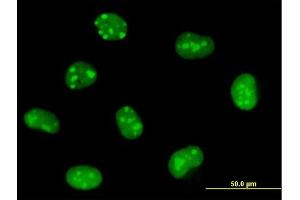 Immunofluorescence of purified MaxPab antibody to EMG1 on HeLa cell. (EMG1 antibody  (AA 1-244))