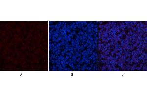 Immunofluorescence analysis of mouse spleen tissue. (Cytochrome C antibody  (AA 1268-1341))
