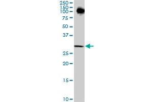 RPRD1A antibody  (AA 76-170)