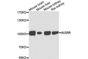 Western blot analysis of extracts of various cell lines, using INSRR antibody. (INSRR antibody)