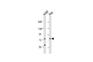 All lanes : Anti-ABCB10 Antibody (S16) at 1:1000-1:2000 dilution Lane 1: K562 whole cell lysates Lane 2: Raji whole cell lysates Lysates/proteins at 20 μg per lane. (ABCB10 antibody  (N-Term))