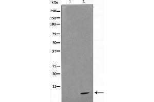 Western blot analysis on HeLa cell lysate using COX17 Antibody,The lane on the left is treated with the antigen-specific peptide. (COX17 antibody  (N-Term))