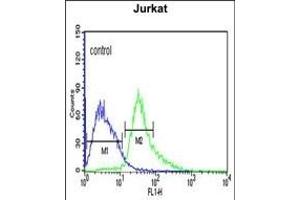 ATF1 Antibody (C-term) (ABIN651055 and ABIN2840051) flow cytometric analysis of Jurkat cells (right histogram) compared to a negative control cell (left histogram). (AFT1 antibody  (C-Term))