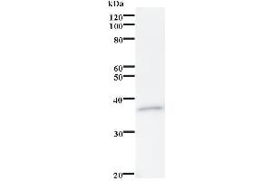 Western Blotting (WB) image for anti-Ras-Related GTP Binding C (RRAGC) antibody (ABIN932491) (GTR2 antibody)