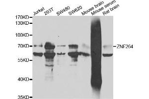 Western blot analysis of extracts of various cell lines, using ZNF264 antibody. (ZNF264 antibody)