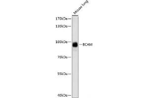 Western blot analysis of extracts of Mouse lung using BCAM Polyclonal Antibody at dilution of 1:1000. (BCAM antibody)