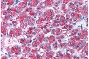 Human Pancreas (formalin-fixed, paraffin-embedded) stained with SNAI2 antibody ABIN213984 at 10 ug/ml followed by biotinylated goat anti-rabbit IgG secondary antibody ABIN481713, alkaline phosphatase-streptavidin and chromogen. (SLUG antibody  (Internal Region))