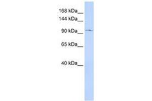 Image no. 1 for anti-Transient Receptor Potential Cation Channel, Subfamily C, Member 6 (TRPC6) (AA 792-841) antibody (ABIN6742545)