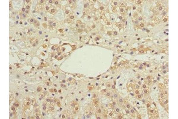 IFRD1 antibody  (AA 1-240)