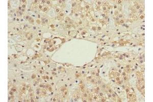 Immunohistochemistry of paraffin-embedded human adrenal gland tissue using ABIN7156711 at dilution of 1:100 (IFRD1 antibody  (AA 1-240))