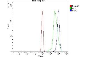 Flow Cytometry analysis of ANA-1 cells using anti-Gbp2 antibody (ABIN7600364). (GBP2 antibody  (AA 181-589))